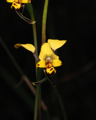 Diuris maculata
