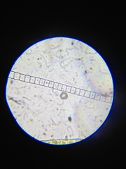 Desmidium