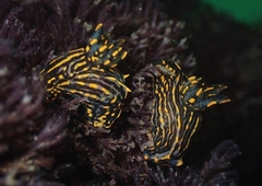 Polycera atra