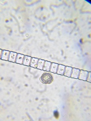 Desmidium