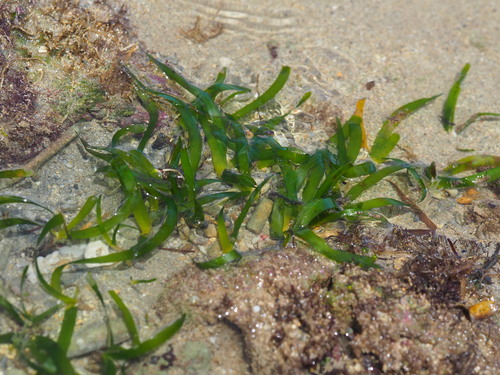 Image of Thalassia hemprichii by no rights reserved