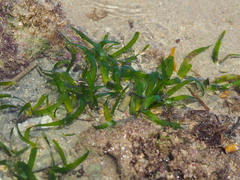 Thalassia hemprichii