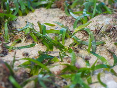 Thalassia hemprichii