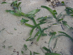 Thalassia hemprichii