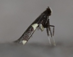 Caloptilia bimaculatella