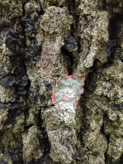 Herpothallon rubrocinctum