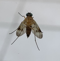 Chrysopilus
