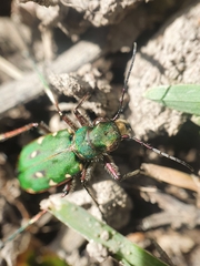 Cicindela campestris