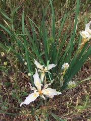 Iris fernaldii