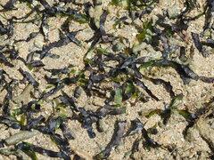 Thalassia hemprichii
