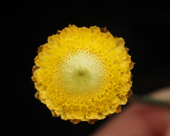 Coronidium scorpioides