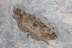 Alcis repandata