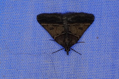 Dichromodes orthotis