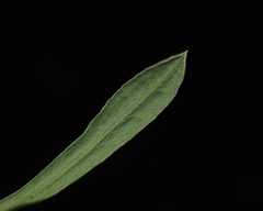 Coronidium scorpioides