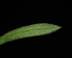 Coronidium scorpioides