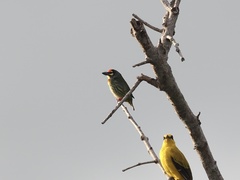 Psilopogon haemacephalus