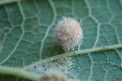 Celticecis pubescens