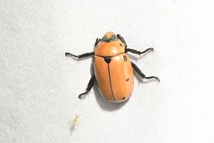 Pelidnota punctata