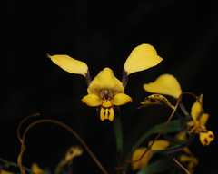 Diuris maculata
