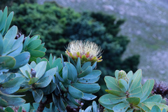 Protea nitida