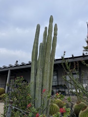 Lophocereus
