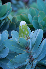Protea nitida