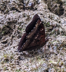 Rohana tonkiniana