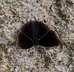 Rohana tonkiniana