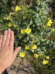 Oenothera biennis