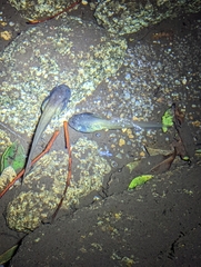 Mixophyes carbinensis