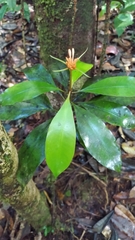 Carapichea ligularis