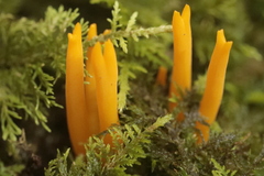 Calocera viscosa