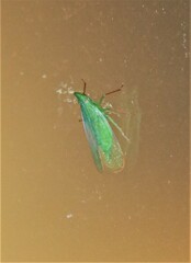 Rhynchomitra recurva