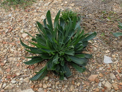 Plantago lanceolata