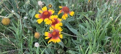 Gaillardia aristata
