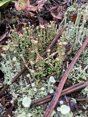Cladonia fimbriata