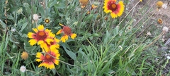 Gaillardia aristata