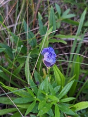 Gentianopsis