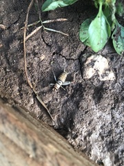 Gryllodes sigillatus