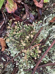 Cladonia fimbriata