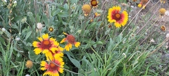Gaillardia aristata