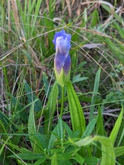 Gentianopsis