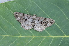 Peribatodes secundaria