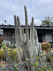 Cleistocactus