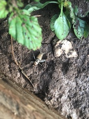 Gryllodes sigillatus