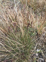 Arctagrostis latifolia