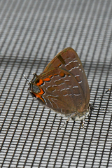Satyrium liparops
