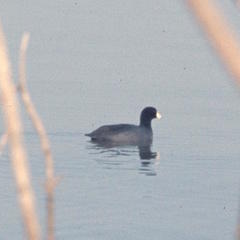 Fulica americana