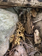 Phaeoclavulina flaccida