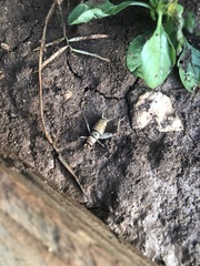 Gryllodes sigillatus